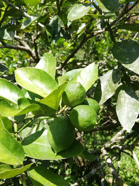 Cultivos de limas
