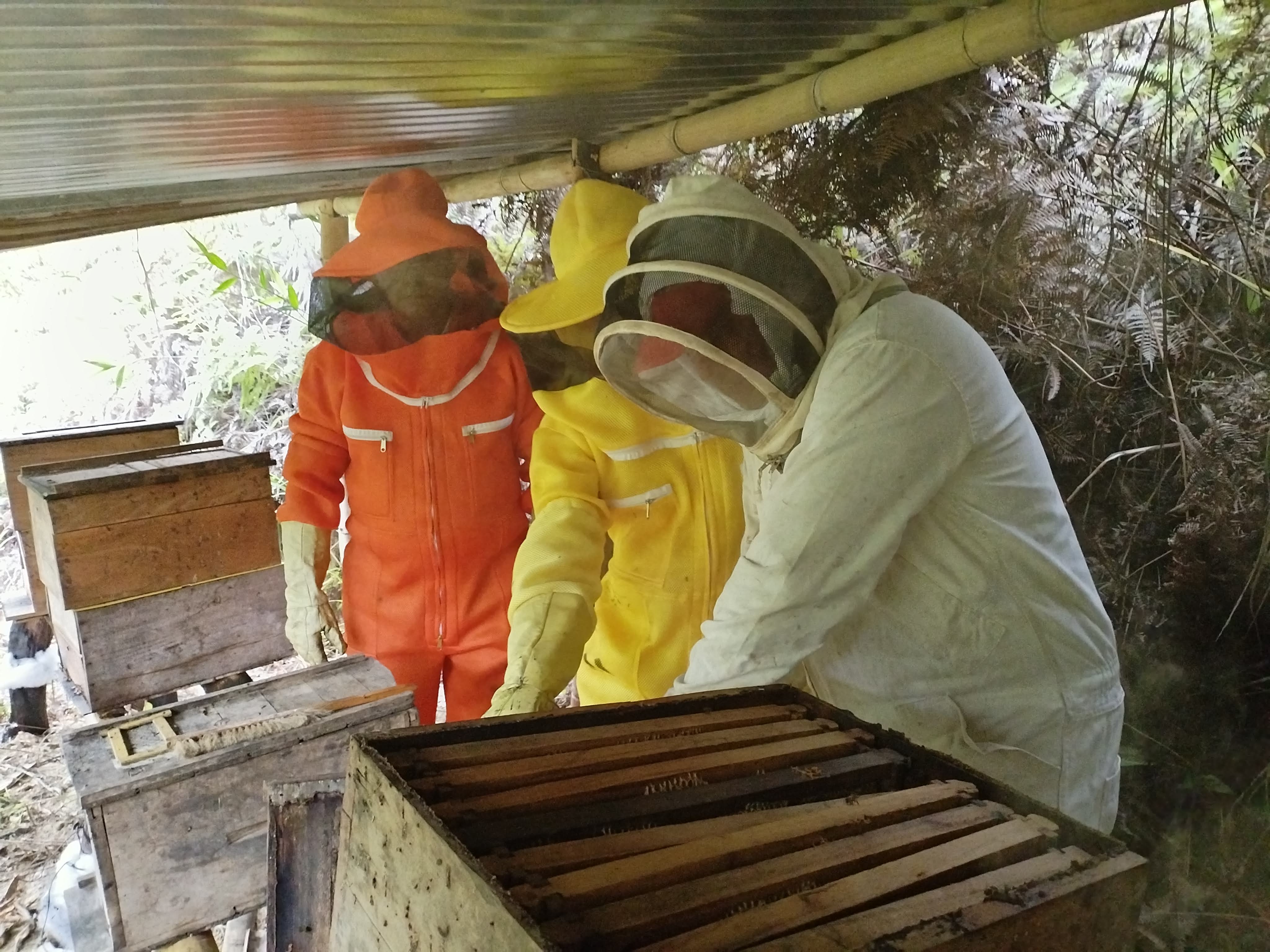 Equipo de apicultores revisando colmenas